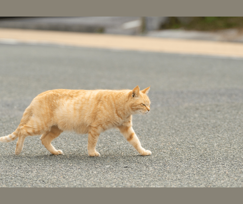 Campagne de capture de chats